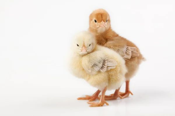 Easter Chicks — Stock Photo, Image