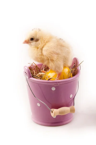 Pollito de Pascua y huevo —  Fotos de Stock