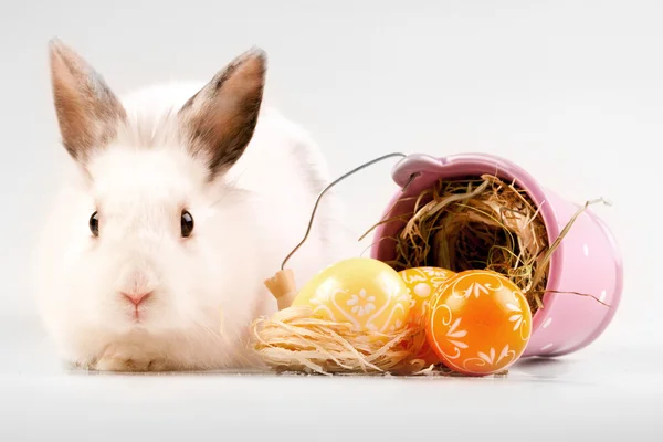 Conejo de Pascua — Foto de Stock