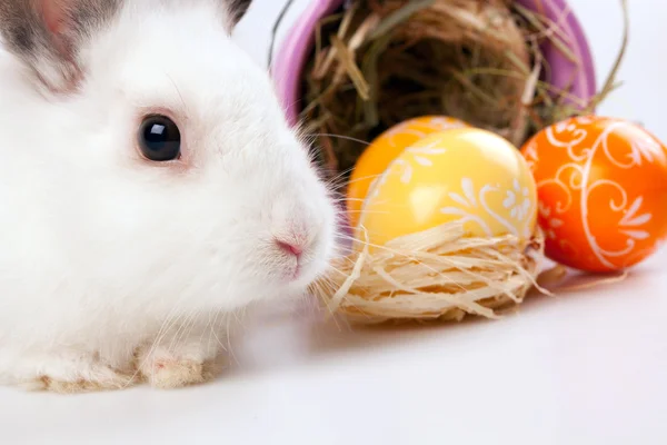 Coniglio di Pasqua — Foto Stock