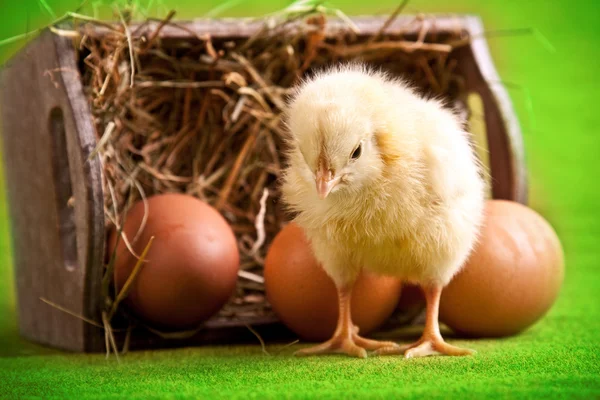 Пасхальные яйца и цыпленок — стоковое фото