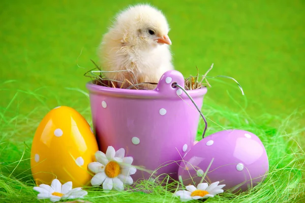 Pintainho e ovo de Páscoa — Fotografia de Stock