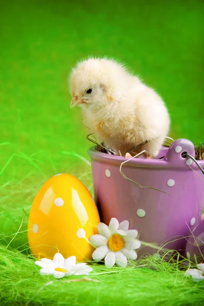 Wielkanoc chick na wiaderku — Zdjęcie stockowe