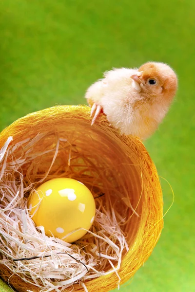 Young Chicks — Stock Photo, Image