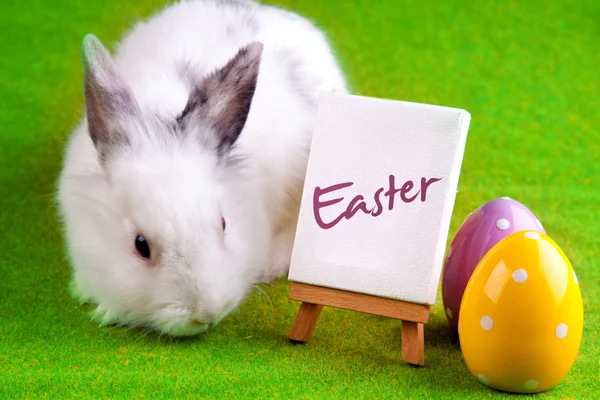 Easter Rabbit — Stock Photo, Image