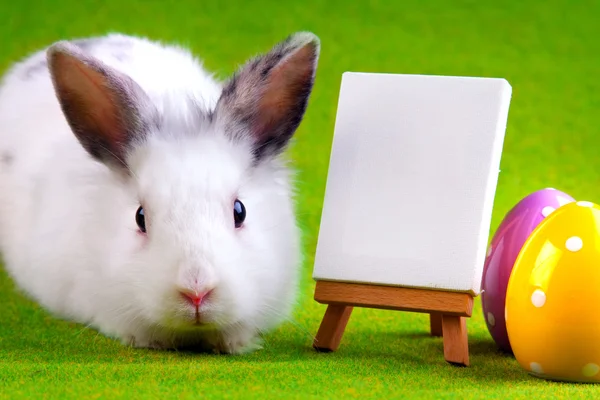 이스터 토끼 — 스톡 사진