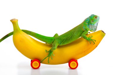 Green Iguana and banana mobile clipart