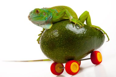 kivi mobil üzerinde yeşil iguana