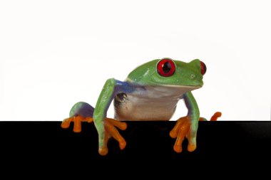 Green frog clipart