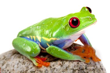 Green Frog king! clipart