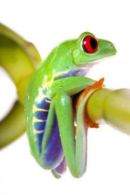 Bamboo Frog! clipart