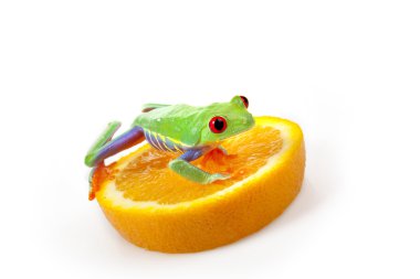 Orange Froggy! clipart
