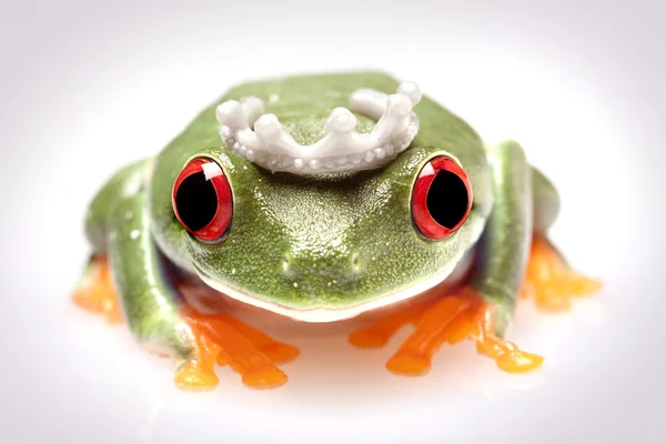 미친 개구리! — 스톡 사진