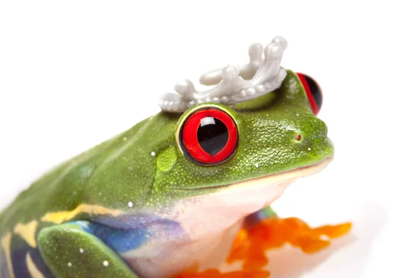 Божевільна жаба ! — стокове фото