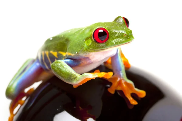 Zielona żaba na zabawki — Zdjęcie stockowe