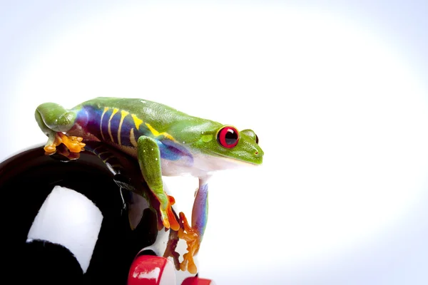 Зелена жаба дивлячись — стокове фото