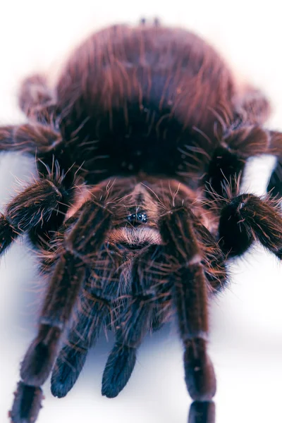 Grote tarantula! — Stockfoto