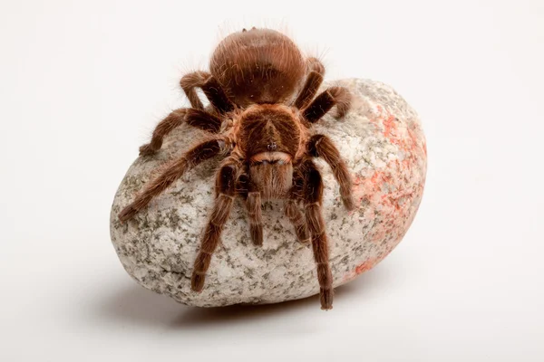 Gigan pavouk na skále — Stock fotografie