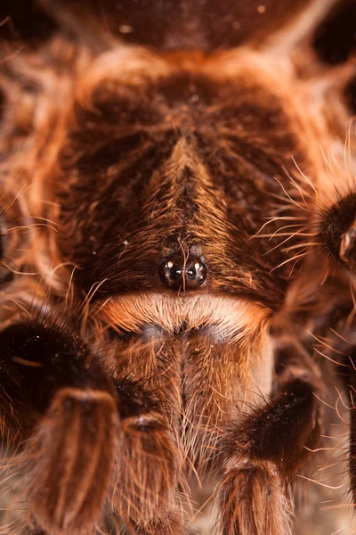 Büyük tarantula! — Stok fotoğraf