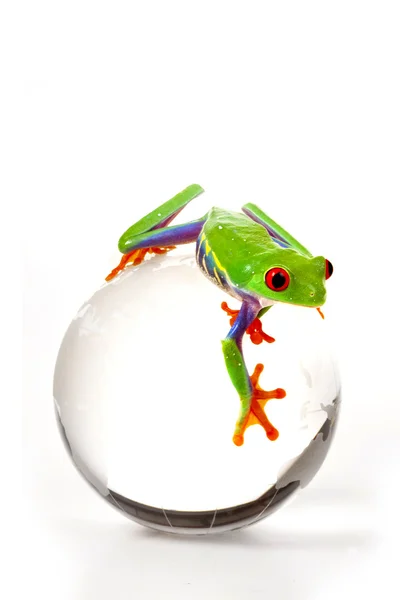 Зеленая лягушка на глобусе — стоковое фото