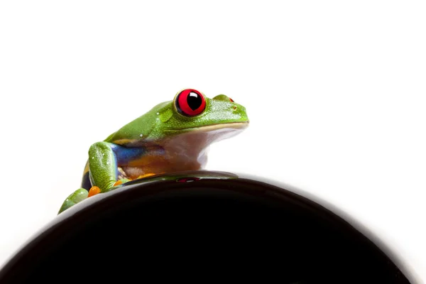 Зеленая лягушка на черном — стоковое фото