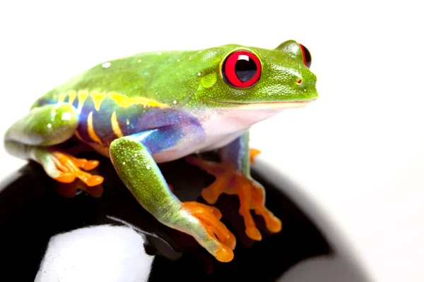 Green frog siting on the black material — Stock Photo, Image