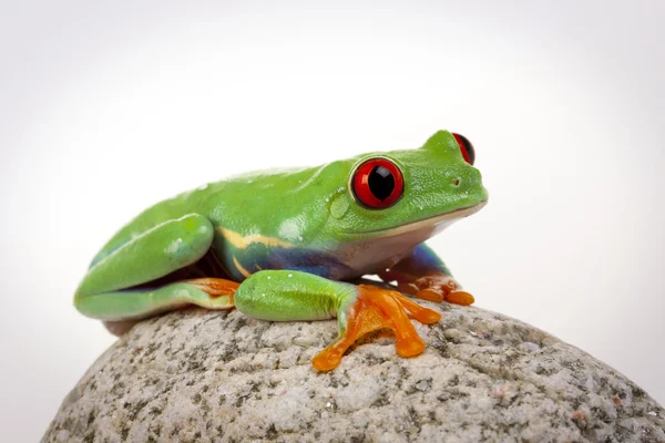 Зелена жаба сидить на скелі — стокове фото