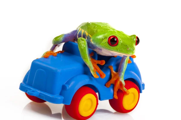 Grønn froskekonge ! – stockfoto