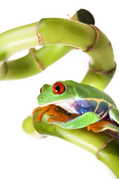 Бамбук жаба ! — стокове фото