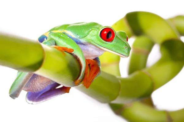 Бамбук жаба ! — стокове фото