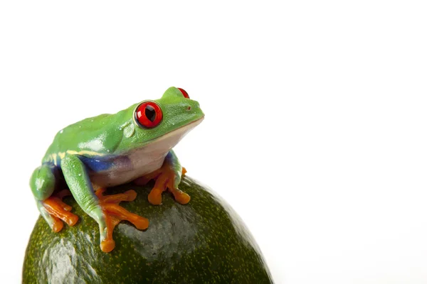 Owoce żaba! — Zdjęcie stockowe