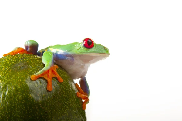 Zielona żaba na owoce — Zdjęcie stockowe