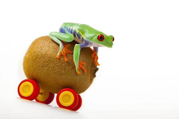 stock image Fruit Frog!