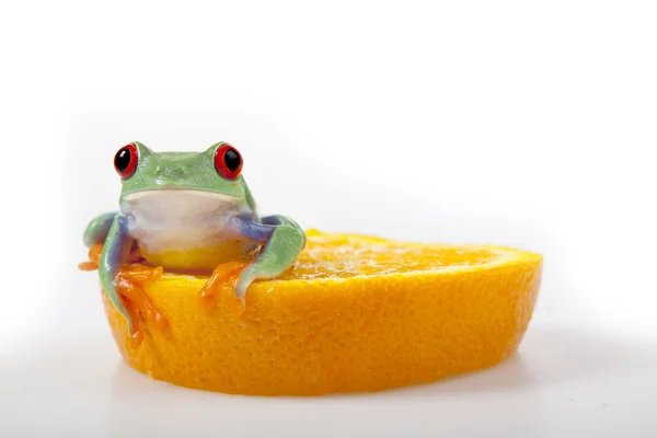 Оранжевая лягушка! — стоковое фото