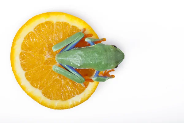 오렌지 개구리! — 스톡 사진