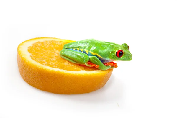 Помаранчевий жаба ! — стокове фото