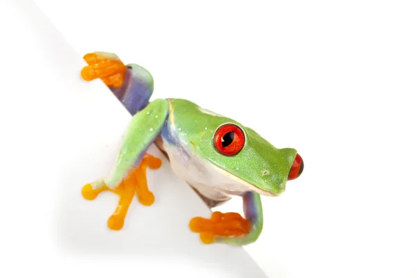 Biały deska żaba — Zdjęcie stockowe