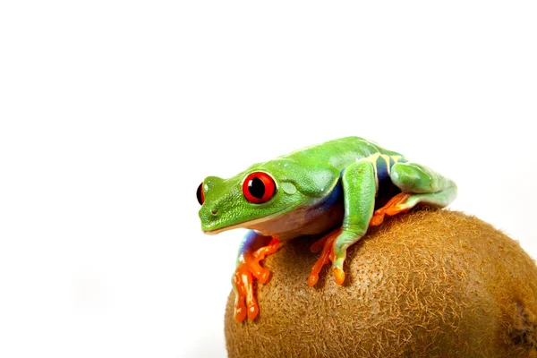 Фрукти жаба ! — стокове фото