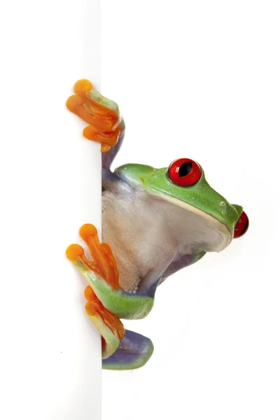 Biały deska żaba — Zdjęcie stockowe