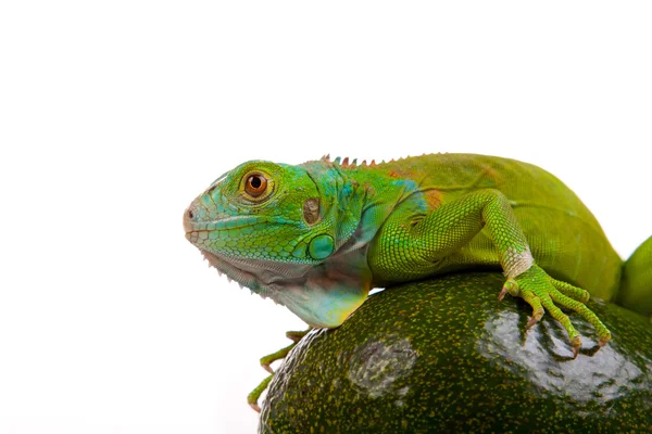 Kiwi de iguana verde —  Fotos de Stock