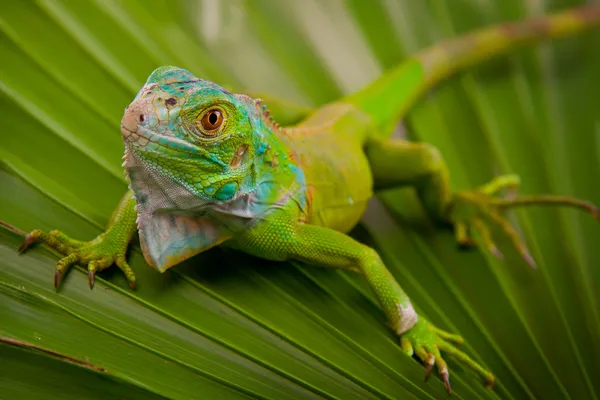 Grüner Leguan auf Blatt — Stockfoto