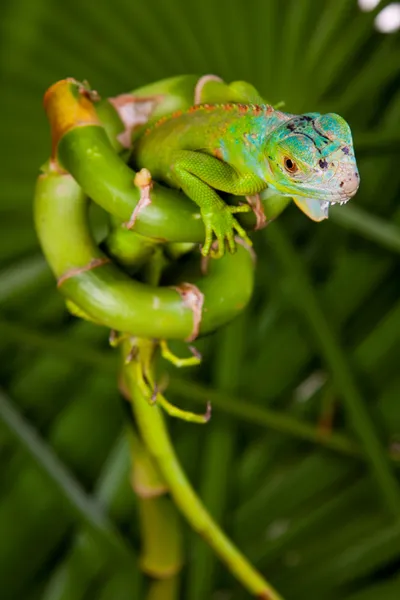 Iguana na bambus — Zdjęcie stockowe