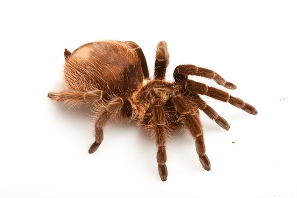 Изолированный паук — стоковое фото