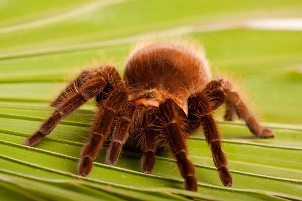 Гигантский тарантул на листе — стоковое фото