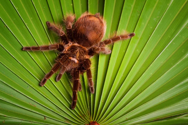Gigant tarantula på blad — Stockfoto