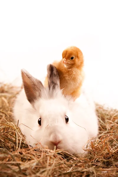 Conejo y polluelo — Foto de Stock