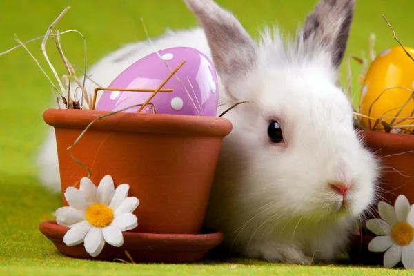 Beyaz tavşan ve yumurta — Stok fotoğraf