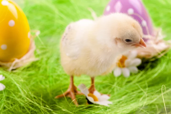 Пасхальный цыпленок и яйца — стоковое фото