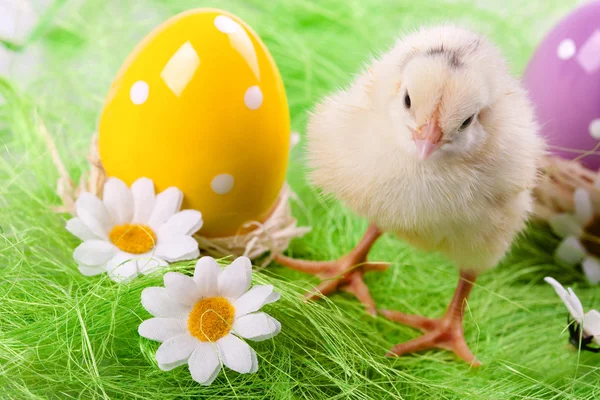 Pollito de Pascua, huevos y cubo — Foto de Stock