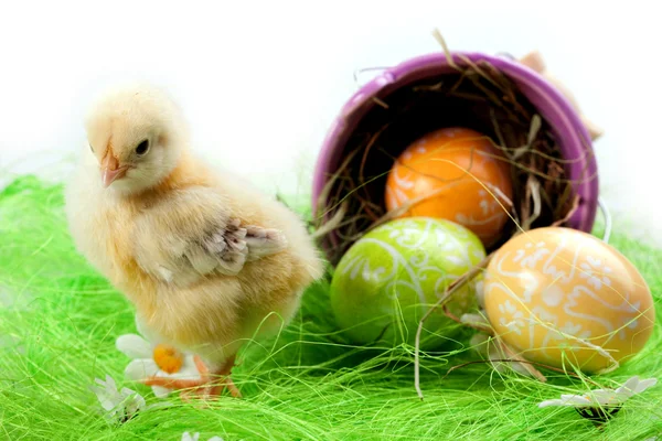 Pintainho de Páscoa, ovos e balde — Fotografia de Stock
